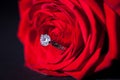 Diamond engagement ring in the heart of a red rose Royalty Free Stock Photo