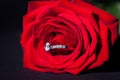 Diamond engagement ring in the heart of a red rose Royalty Free Stock Photo