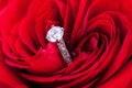 Diamond engagement ring in the heart of a red rose Royalty Free Stock Photo