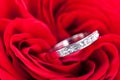 Diamond engagement ring in the heart of a red rose Royalty Free Stock Photo