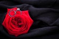 Diamond engagement ring in the heart of a red rose Royalty Free Stock Photo