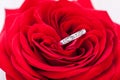 Diamond engagement ring in the heart of a red rose Royalty Free Stock Photo