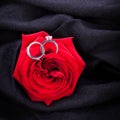 Diamond engagement ring in the heart of a red rose Royalty Free Stock Photo