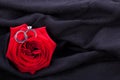 Diamond engagement ring in the heart of a red rose Royalty Free Stock Photo