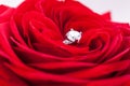 Diamond engagement ring in the heart of a red rose Royalty Free Stock Photo