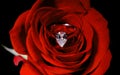 Diamond engagement ring inside a red rose Royalty Free Stock Photo