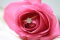 Diamond engagement ring in a pink rose Royalty Free Stock Photo