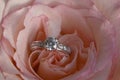 Diamond Engagement Ring In Unfolding Pink Rose Royalty Free Stock Photo