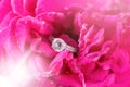 Diamond engagement wedding ring in pink soft rose flower Royalty Free Stock Photo