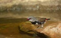 Diamond firetail finch bird