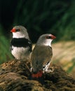 Diamond Firetail, stagonopleura guttata, Adult