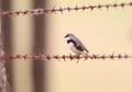 Diamond Firetail