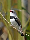 Diamond firetail (Stagonopleura guttata)