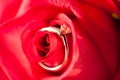 Diamond golden ring on the red rose petals
