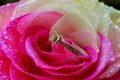 Diamond golden ring on the rose petals, Valentine& x27;s Day present