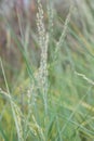 Diamond grass, Calamagrostis brachytricha, close-up of plume with seeds