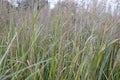 Diamond grass, Calamagrostis brachytricha, plants with plumes and seeds
