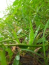 A diamond grass