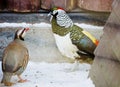 Diamond pheasant and Asian partridge.