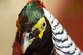 Diamond pheasant Close-up