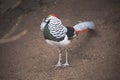 Diamond pheasant