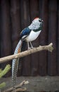 Diamond pheasant.