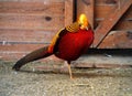 Diamond pheasant red and golden standing at one leg