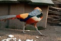 Diamond pheasant in a zoo, a bird of a number of chickens, a colored bird.