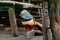 Diamond pheasant in a zoo, a bird of a number of chickens, a colored bird.