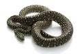 Diamond Python Royalty Free Stock Photo