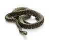 Diamond Python Royalty Free Stock Photo