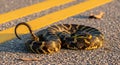 Diamond Python Coiled on Asphalt Road with Yellow Lines Royalty Free Stock Photo