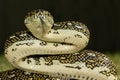 Diamond Python Royalty Free Stock Photo