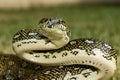 Diamond Python Royalty Free Stock Photo