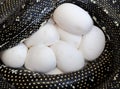 Diamond Python incubating eggs Royalty Free Stock Photo