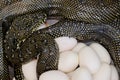 Diamond Python laying eggs Royalty Free Stock Photo