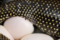 Diamond Python laying eggs Royalty Free Stock Photo