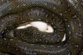 Diamond Python laying eggs Royalty Free Stock Photo