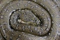 Diamond Python laying eggs Royalty Free Stock Photo