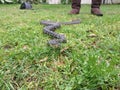 A diamond python, Morelia spilota, kep as pet sliding in the grass with the owners feet in the background Royalty Free Stock Photo