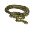Diamond python, Morelia spilota spilota, isolated Royalty Free Stock Photo