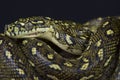 Diamond python / Morelia spilota spilota Royalty Free Stock Photo