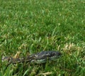 Diamond python slithering through the grass in a backyard of Australia Royalty Free Stock Photo