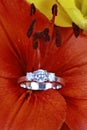 Diamond ring in flower Royalty Free Stock Photo