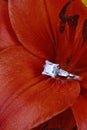 Diamond ring in flower Royalty Free Stock Photo