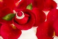 Diamond ring in fresh,red color rose petals on white surface Royalty Free Stock Photo