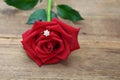 Diamond ring hidden in red rose petals. Royalty Free Stock Photo