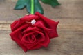 Diamond ring hidden in red rose petals. Royalty Free Stock Photo