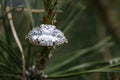 Diamond ring on pine tree