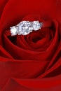 Diamond ring in red rose Royalty Free Stock Photo